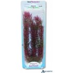 Tetra Myriophyllum heterophyllum - Red Foxtail 30 cm – Sleviste.cz