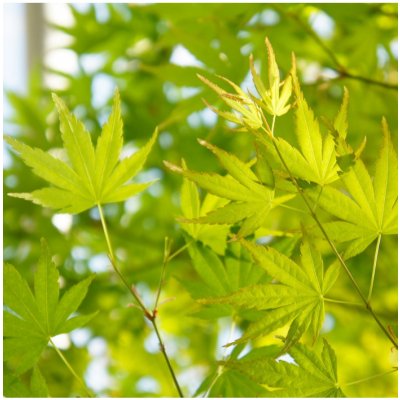 Javor japonský zelený - Acer palmatum - semena javoru - 5 ks