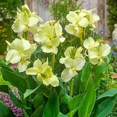 Canna Dwarf Vanilla Cream I, 1 ks – Zboží Mobilmania