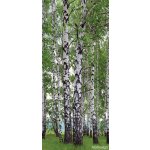 AG Design FTNV-2896 vliesová fototapeta Břízy rozměry 90 x 202 cm – Zboží Mobilmania