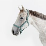 FOUGANZA Schooling pro koně a poníky – Hledejceny.cz