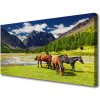 Obraz Obraz na plátně Hory Stromy Koně Zvířata 100x50 cm