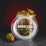 Kratom World Květy Mimosa 10-OH HHC 10% 1g THC do 1% – Zboží Dáma