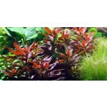 Ludwigia glandulosa - Zakucelka žláznatá – Hledejceny.cz