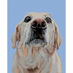 zuty Malování podle čísel Labrador 40 x 50 cm bez rámu a bez vypnutí plátna 8596530010647 – Zboží Dáma