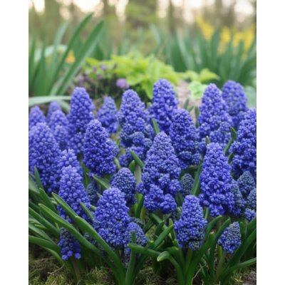 Modřenec 'Muscari Blue Spike' 10 ks – Zboží Dáma