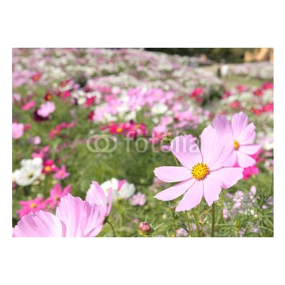 WEBLUX 14706951 Fototapeta papír cosmos_closeup kosmos karafiát color rozměry 254 x 184 cm – Zboží Mobilmania