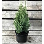 Juniperus chinensis 'Stricta' Prodejní velikost: 020/030, Velikost hrnku: 2 l – Zboží Dáma