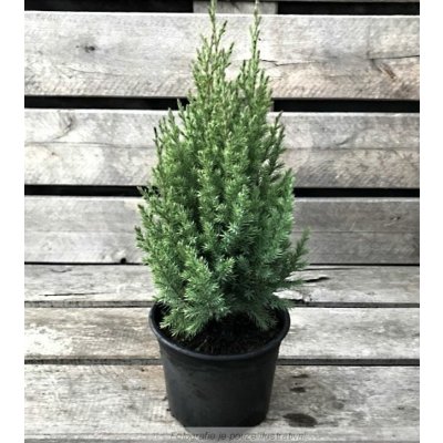 Juniperus chinensis 'Stricta' Prodejní velikost: 020/030, Velikost hrnku: 2 l – Zboží Dáma