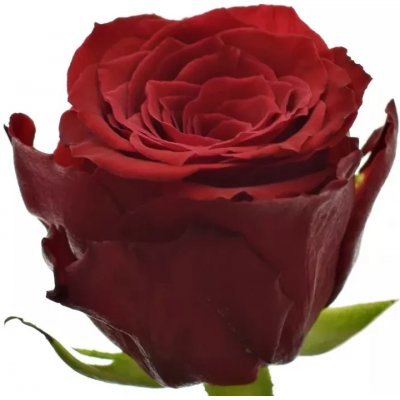 Červená růže RED TORCH 40cm (M)