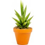 Gardners Sansevieria trifasciata Pineapple, průměr 10,5 cm Sanseveria, Tchýnin jazyk, Tenura – Sleviste.cz