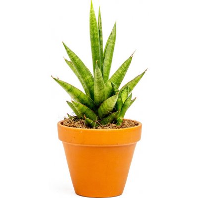 Gardners Sansevieria trifasciata Pineapple, průměr 10,5 cm Sanseveria, Tchýnin jazyk, Tenura – Sleviste.cz