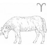 Beran – Zboží Dáma