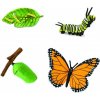 Živá vzdělávací sada Animal Life Životní cyklus Motýla
