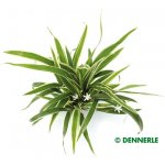 Chlorophytum bichetii - Zelenec bichetův – Zboží Dáma