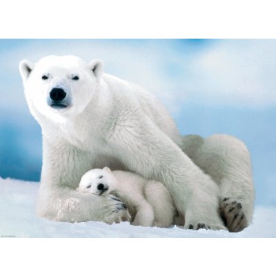 EuroGraphics Lední medvěd s mládětem 1000 dílků – Zboží Mobilmania