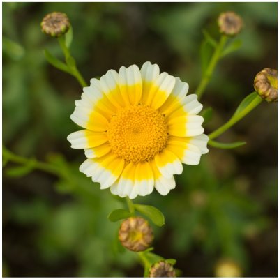 Chryzantéma jedlá - Chrysanthemum coronarium - prodej semen - 400 ks – Zboží Mobilmania