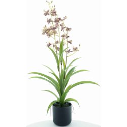 Orchidej (phalaenopsis) Dendrobium v obalu červený/zelený 70 cm (N520843)