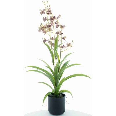 Orchidej (phalaenopsis) Dendrobium v obalu červený/zelený 70 cm (N520843) – Zbozi.Blesk.cz