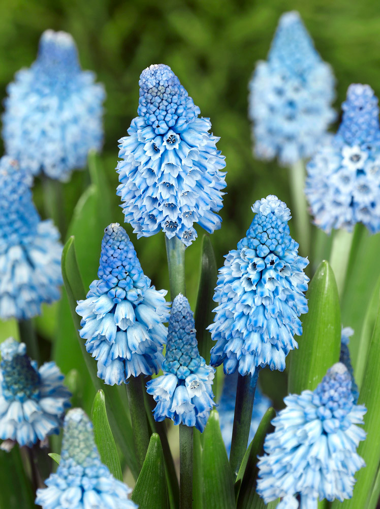 Modřenec \'Muscari Azureum Blue\' 10 ks