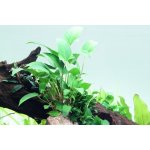 Anubias gracilis – Zboží Dáma