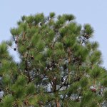 Borovice himalájská Pinus wallichiana semena borovice 5 ks – Hledejceny.cz