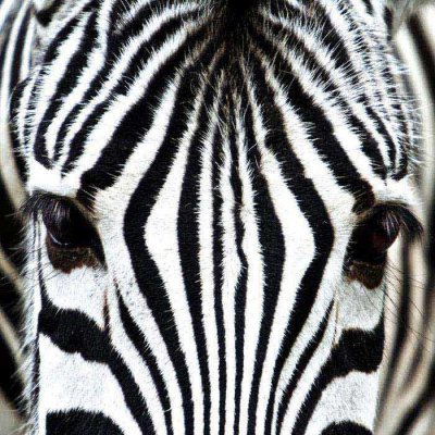 Dimex FL170-010 Samolepící fototapeta na podlahu Zebra rozměry 170 x 170 cm – Sleviste.cz