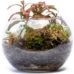 Gardners Skleněná váza boule, průměr 17 cm - osázené vlhkomilně – Hledejceny.cz