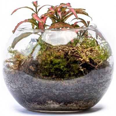 Gardners Skleněná váza boule, průměr 17 cm - osázené vlhkomilně – Hledejceny.cz