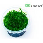 Myriophyllum mattogrossense – Hledejceny.cz