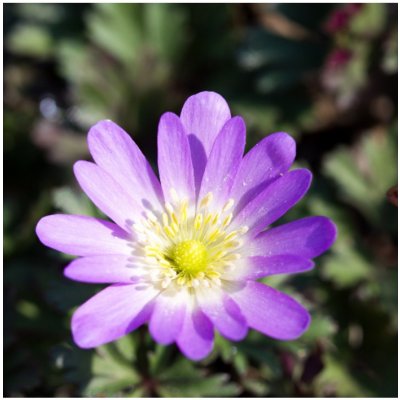 Sasanka vábná Pink Star - Anemone blanda - prodej cibulovin - 3 ks – Zbozi.Blesk.cz