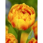 Tulipán 'Sunlover' 5 ks Velikost hlíz: 10/11 – Sleviste.cz