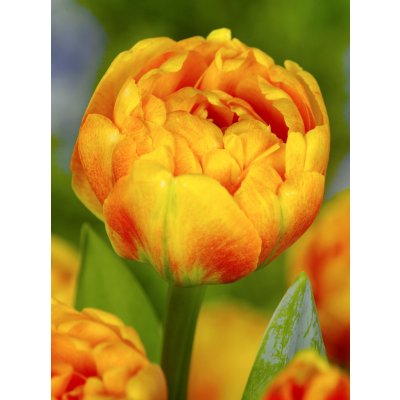 Tulipán 'Sunlover' 5 ks Velikost hlíz: 10/11 – Sleviste.cz