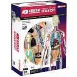 4D Master 1/2 těla 33 cm Anatomie člověka – Zboží Dáma