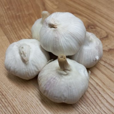 Sadbový česnek jarní Garpek - Allium - paličák - cibule česneku - 1 balení – Hledejceny.cz