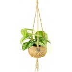 Gardners Scindapsus pictus Trebi (L) Scindapsus, Šplhavník, Potos – Sleviste.cz