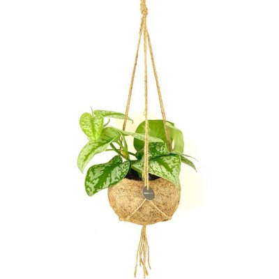 Gardners Scindapsus pictus Trebi (L) Scindapsus, Šplhavník, Potos – Sleviste.cz