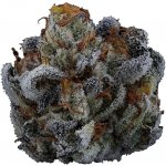 Highbreed Seeds Gary Rainbow Road Auto semena neobsahují THC 2 ks – Sleviste.cz