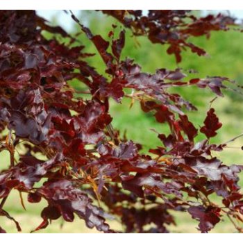 Fagus sylvatica 'Rohan Red Weeping' - červenolistý, převislý buk