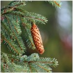 Smrk ztepilý Picea abies osivo smrku 8 ks – Hledejceny.cz