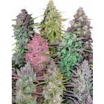Mix Pack Auto Fast Buds Semena neobsahují THC 5 ks – Hledejceny.cz
