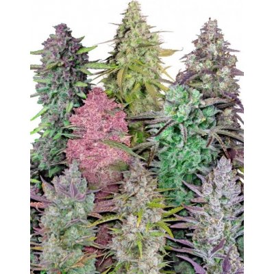 Mix Pack Auto Fast Buds Semena neobsahují THC 5 ks – Hledejceny.cz