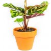 Květina Gardners Calathea makoyana, průměr 6-7 cm Kalatea