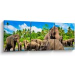 Obraz - Sloni, Sri Lanka, třídílný 120x40 cm – Hledejceny.cz