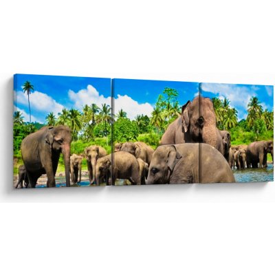 Obraz - Sloni, Sri Lanka, třídílný 120x40 cm – Hledejceny.cz