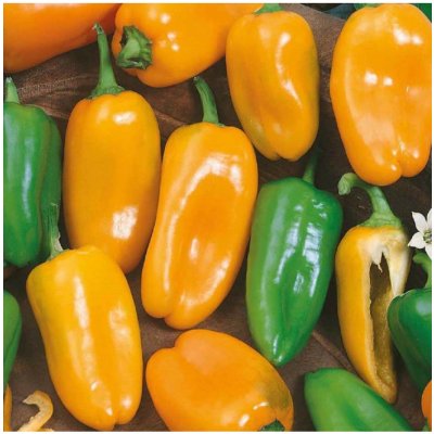 Paprika roční Hamík - Capsicum annuum - semena papriky - 20 ks – Zboží Dáma