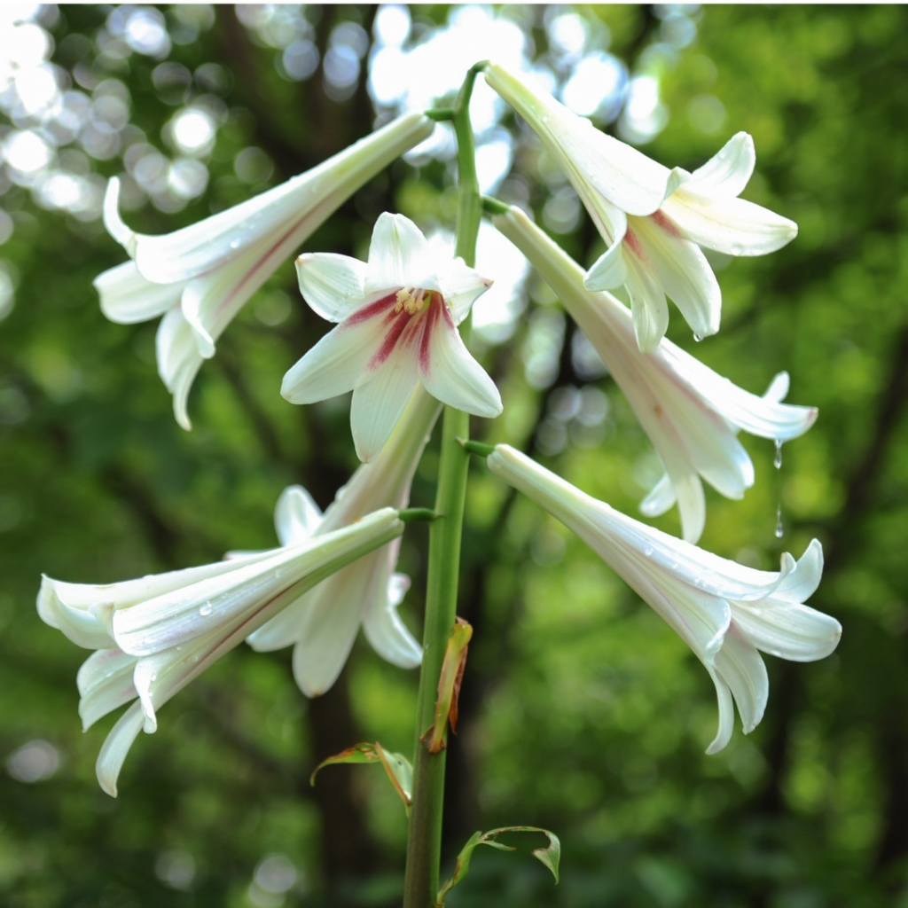 Himalájská lilie \'Cardiocrinum giganteum\' 1 ks