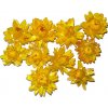 Květina Sušené květiny slaměnky 10ks - žluté