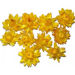 Sušené květiny slaměnky 10ks - žluté