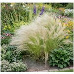 Kavyl péřovitý 'Pony Tails' v květináči – Zboží Dáma